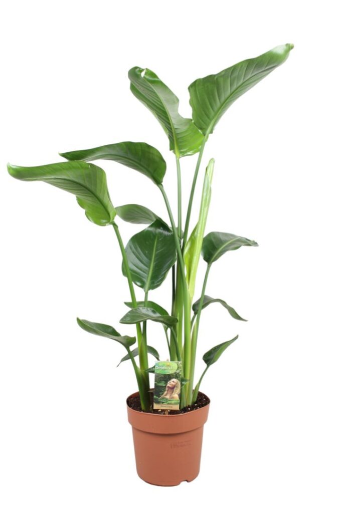 Strelitzia Nicolai - hoogte 85-90
