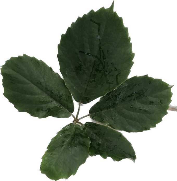 Tetrastigma Voinierianum