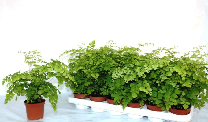 Adiantum Raddianum Fragrans