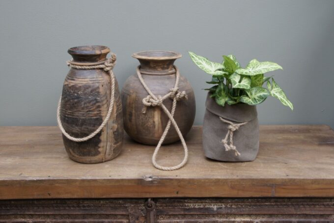 Syngonium Arrow