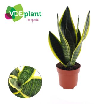 Sansevieria Futura Superba