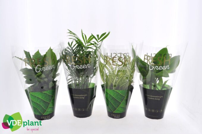 Fresh Green mix 12cm in Fresh Green hoes