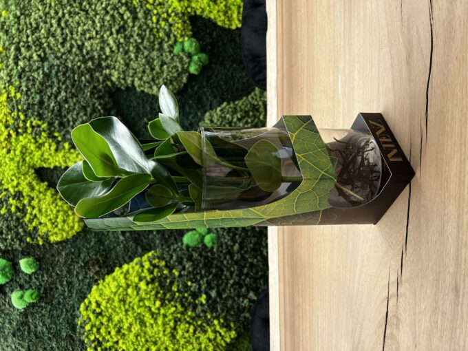Clusia in Cylinder glass - delivery time: 24 hours