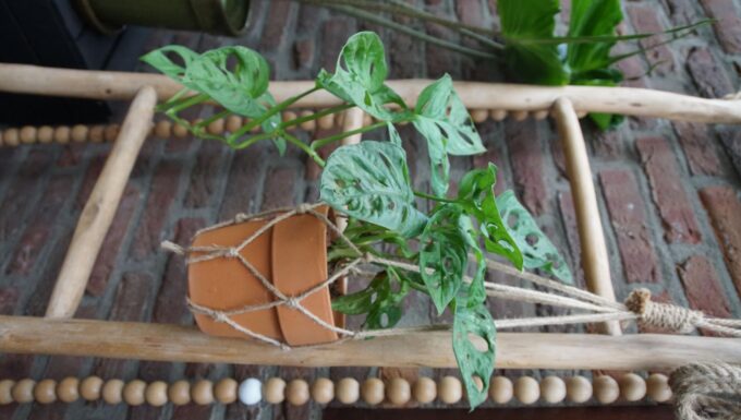 Monstera adansonii 12cm