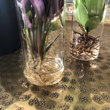 Clusia in Tube glas