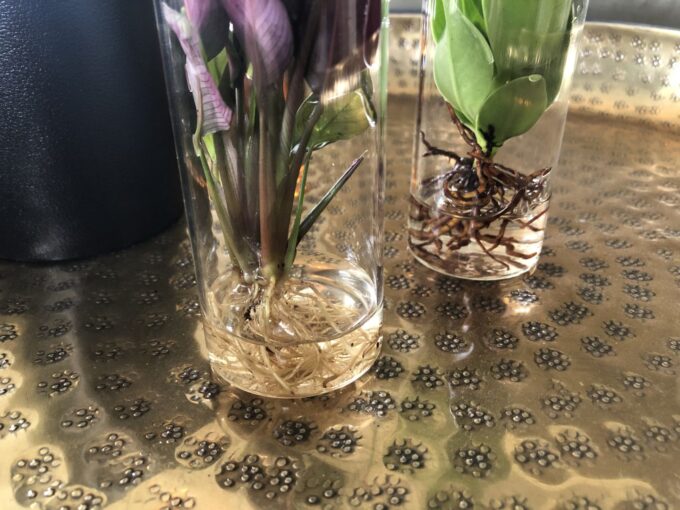Clusia in Tube glas