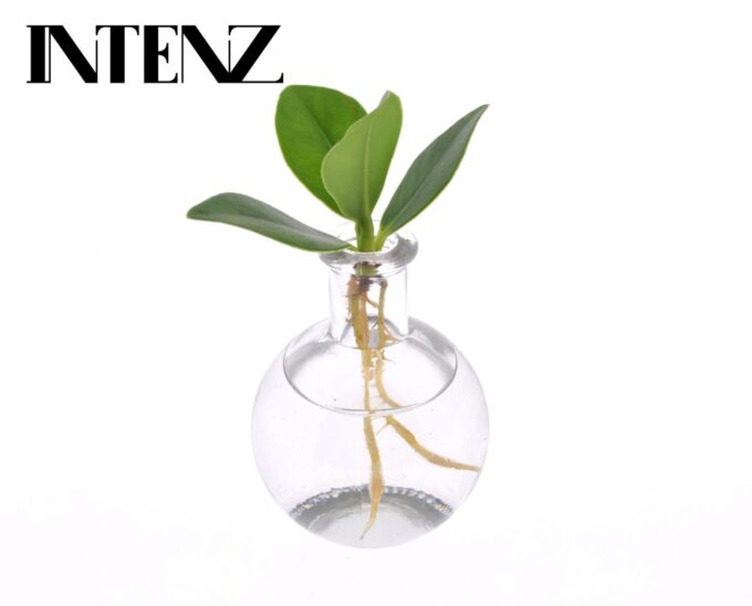 Clusia in Samoa glass - Delivery Time: +24 hours
