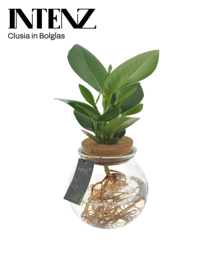 Clusia in Ball glass + click cork - delivery time: 24 hours