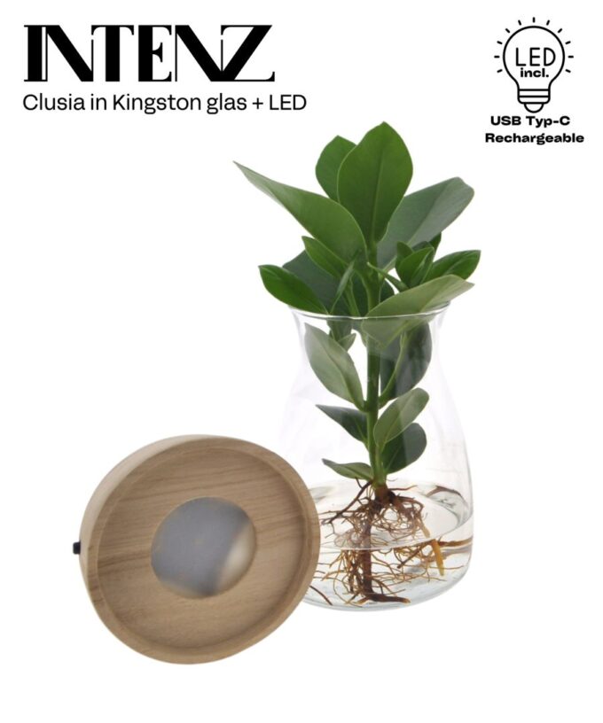 Clusia in Kingston glass + LED - delivery time: 24 hours