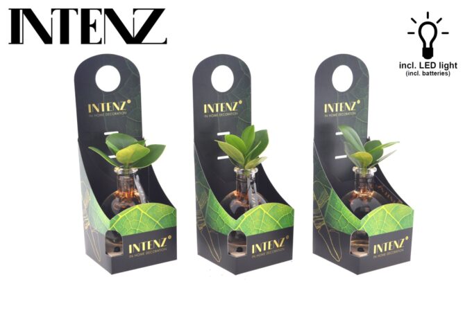Clusia in Samoa glass + LED + packaging-delivery time 24hrs