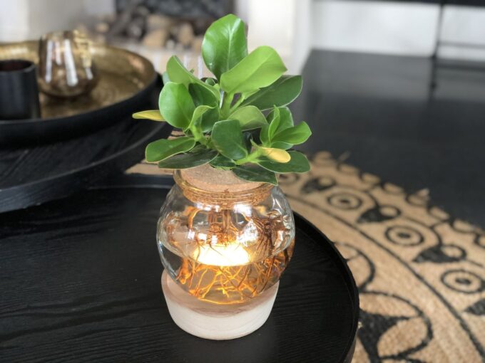 Clusia in Bulb Glass + Snap Cork + LED - delivery time: 24 hours