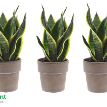 Sansevieria in Terracotta grey