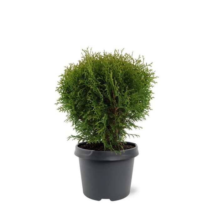 Thuja occidentalis 'Little Giant'
