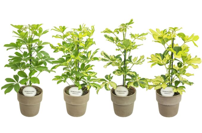 Schefflera Mix in Terracotta Grijs