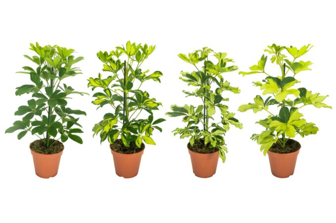 Schefflera Mix Zonder Etiket