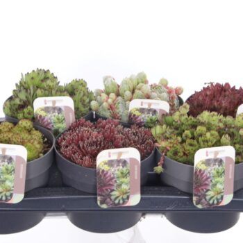 Sempervivum gemengd