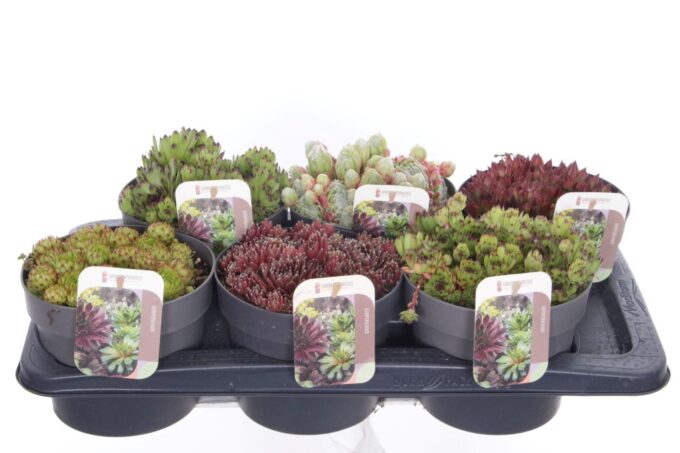 Sempervivum gemengd