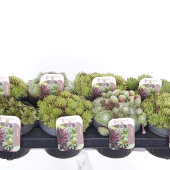 Sempervivum gemengd