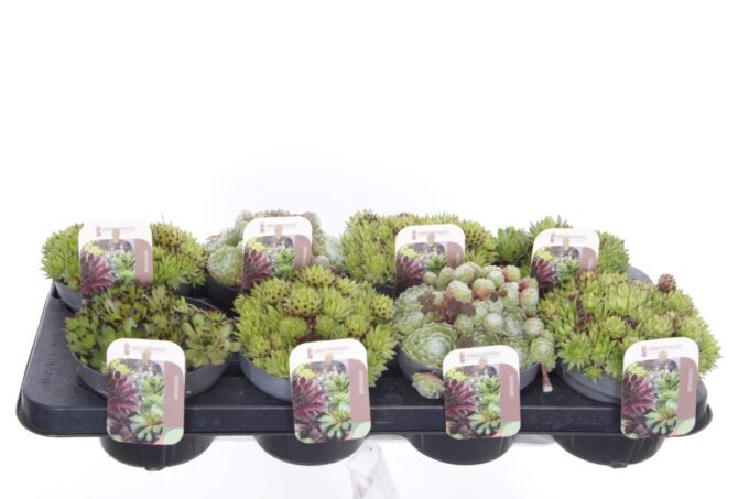 Sempervivum gemengd