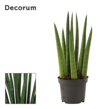 Sansevieria Cylindrica Rocket