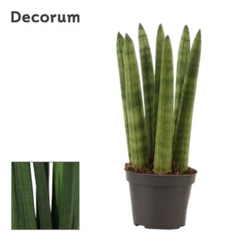 Sansevieria Cylindrica Straight