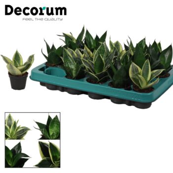 Sansevieria Hahnii mix