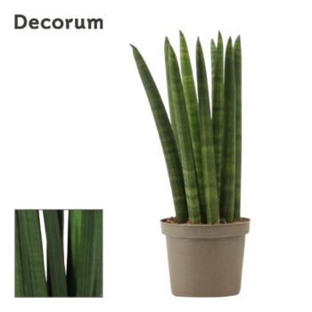 Sansevieria Cylindrica Straight