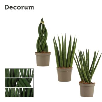 Sansevieria Cylindrica mix