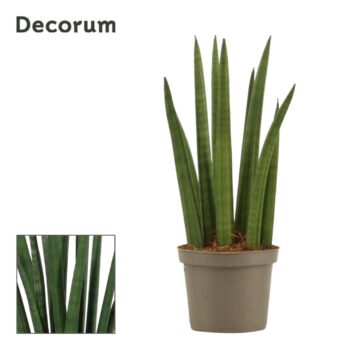 Sansevieria Cylindrica Rocket