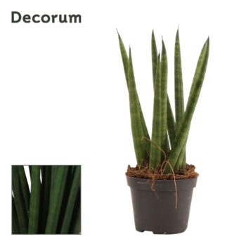 Sansevieria Cylindrica Spaghetti