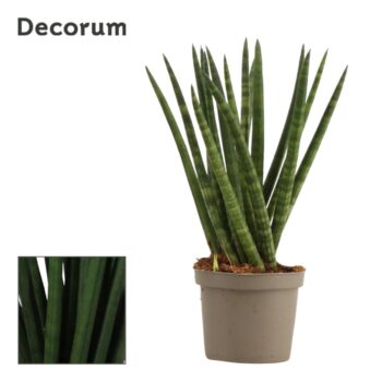 Sansevieria Cylindrica Spaghetti
