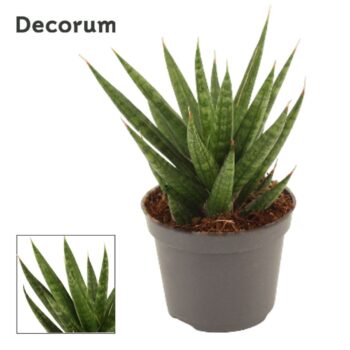 Sansevieria Francisii