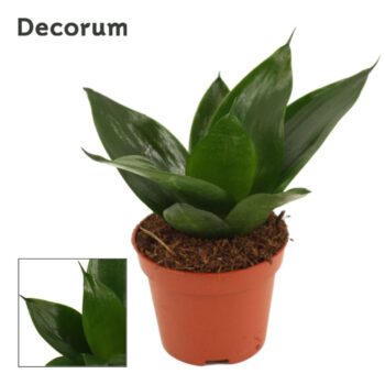 Sansevieria Hahnii Black Jade