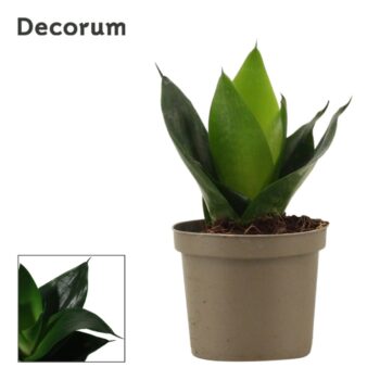 Sansevieria Hahnii Black Jade