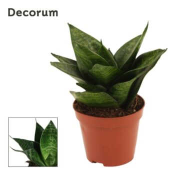 Sansevieria Hahnii Green