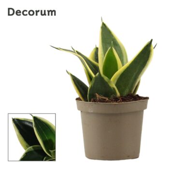Sansevieria Hahnii Jade Pagoda