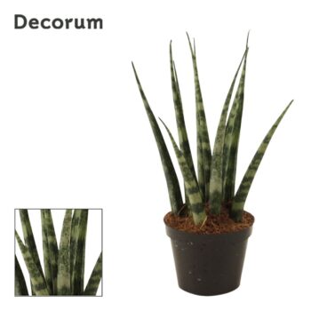Sansevieria Fernwood