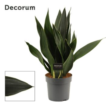 Sansevieria Black Diamond
