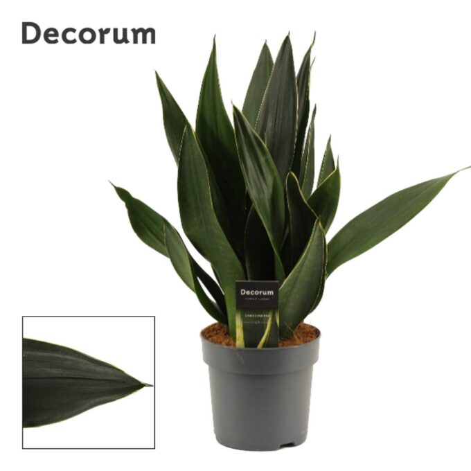 Sansevieria Black Diamond
