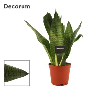 Sansevieria Super Green