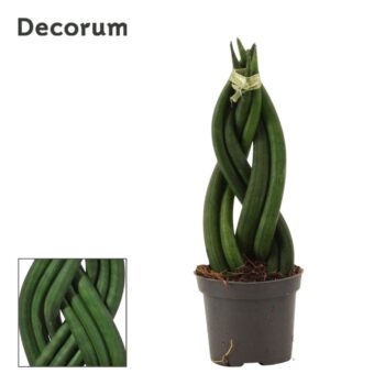 Sansevieria Cylindrica Braid