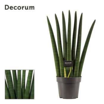 Sansevieria Cylindrica Fan