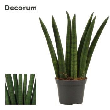 Sansevieria Cylindrica Fan