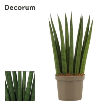 Sansevieria Cylindrica fan