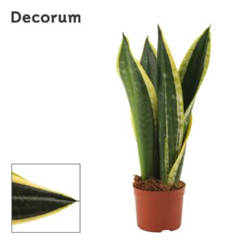 Sansevieria Night Shade