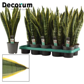 Sansevieria Laurentii