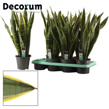 Sansevieria Laurentii