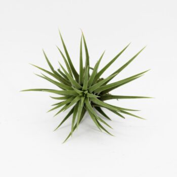 Tillandsia Ionantha Groen