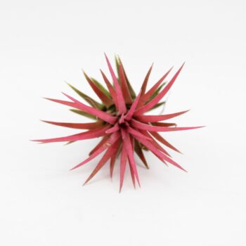 Tillandsia Ionantha Rood