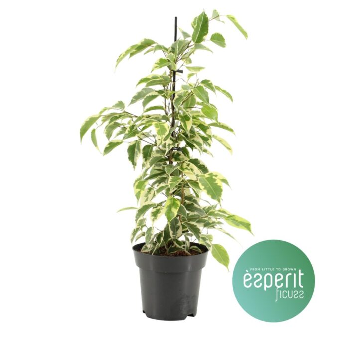 Ficus  Samantha